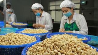 Vụ xuất khẩu điều sang Italy bị nghi lừa đảo: 100 container hạt điều được trả lại quyền sở hữu 