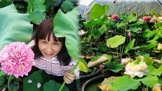 Vườn sen của mẹ Việt trên đất Bỉ: Chủ nhân đầu tư 2 nhà kính, hệ thống sưởi ấm nước