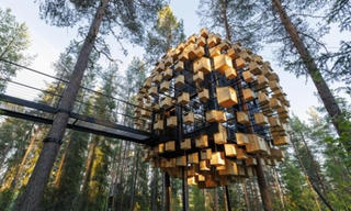 Khách sạn tổ chim lấy màu xanh của rừng làm nội thất