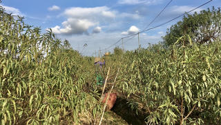 Tất bật vào vụ Tết, người trồng đào Nhật Tân thấp thỏm 'ngóng' gió mùa, lo rét hại