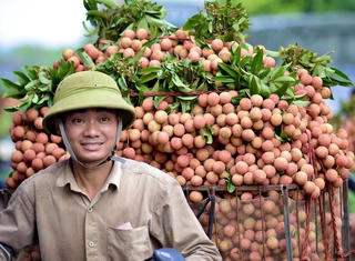 Hàng trăm thương nhân Trung Quốc đăng ký nhập cảnh sang Việt Nam thu mua vải thiều