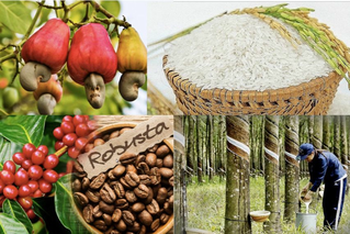 Cách nào gia tăng giá trị xuất khẩu nông sản?