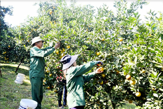 Bảo tồn rừng cho du lịch bền vững 