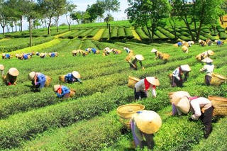 Kết nối nhưng không bị xé vụn
