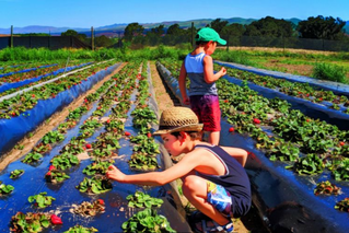 Làm du lịch từ… nông nghiệp