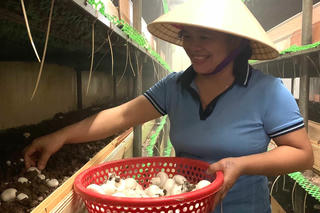 Làm chủ công nghệ sản xuất mang nấm sạch đến người tiêu dùng