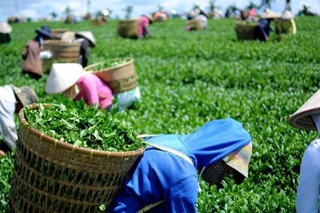 Xuất khẩu chè thu về 211 triệu USD trong năm 2023