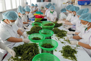 Triển vọng phát triển ngành hàng rong biển