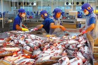 Xuất khẩu cá tra 'đón sóng' tăng trưởng ở hầu hết các thị trường 