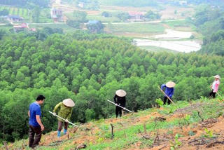 Yêu cầu giải quyết dứt điểm tình trạng tranh chấp đất đai tại các công ty nông, lâm nghiệp