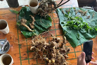 Tiêu hủy gần 150 cây giống sâm Ngọc Linh giả được bán trên Facebook