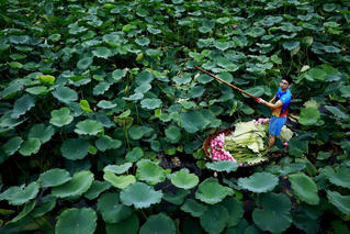 'Hồ Tây ngát hương, mùa sen tháng Sáu'