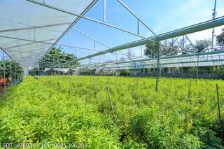 Công nhận cây đầu dòng, vườn cây đầu dòng với đàn hương trắng Ấn Độ: Cơ sở pháp lý đã tương đối đầy đủ