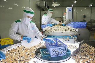 Nghêu là sản phẩm xuất khẩu chủ lực trong nhóm nhuyễn thể có vỏ của Việt Nam