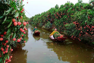 Thanh Hà, Hải Dương: Tập trung phát triển kinh tế nông nghiệp, kiên trì tạo “lối đi riêng”