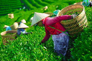 Ngành chè Việt Nam: Xuất khẩu nhiều nhưng giá không cao