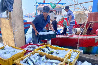 Miền Trung nỗ lực khắc phục hạn chế, chung sức gỡ 'thẻ vàng' thủy sản