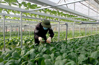 Thúc đẩy đầu tư tín dụng nông nghiệp công nghệ cao