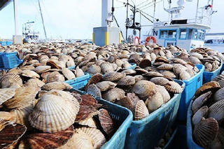 Tăng 'ngoạn mục' sản phẩm sò điệp Việt Nam xuất đi Mỹ và Nhật Bản