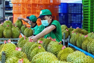 Sầu riêng Việt Nam bị Đài Loan kéo dài thời gian kiểm tra xuất khẩu