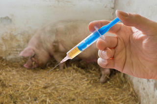 Xuất cấp vắc xin Lở mồm long móng cho 30 địa phương