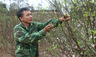 Đào Hà Tĩnh nhộn nhịp xuống phố khoe sắc