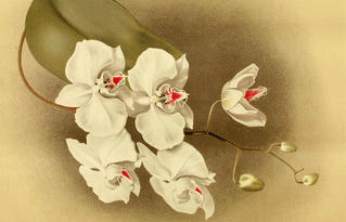 Tao nhã thú chơi Phong Lan tại Phú Thọ