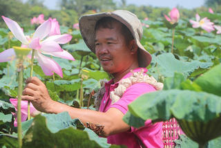 Đồng Tháp: chuyện anh Lê Đức Bo đổi thay số phận từ khởi nghiệp với cây Sen