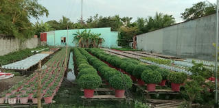 Làng hoa Tết Cần Thơ trầm lắng 