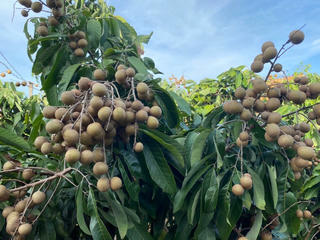 Cần Thơ: Tin vui cho bà con Nông dân khi nhãn tăng giá