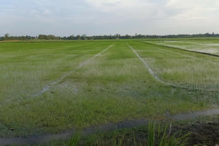 Phát triển chuỗi giá trị lúa gạo Việt Nam trách nhiệm và bền vững