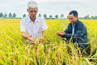 Bàn giải pháp đẩy mạnh liên kết hướng tới 1 triệu ha lúa chất lượng cao tại Hậu Giang