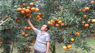 Triển khai nhiều giải pháp “giải cứu” cam sành Hà Giang