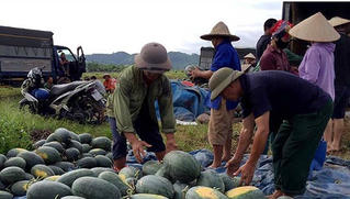 Người dân Lạng Sơn phấn khởi vì dưa hấu được mùa