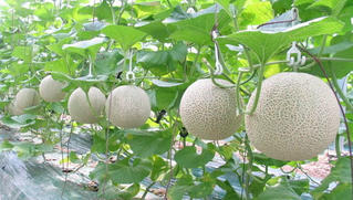 Hiệu quả từ trồng dưa công nghệ cao ở Thái Nguyên