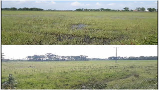 Ruộng đất ở Vĩnh Phúc để hoang, trách nhiệm thuộc về ai?