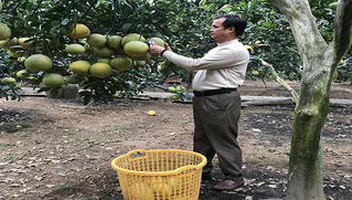 Huyện Vĩnh Tường (Vĩnh Phúc) xây dựng vùng chuyên canh bưởi Diễn 
