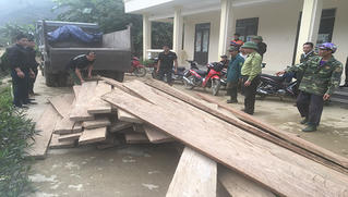 Hà Giang: Kiểm lâm thu giữ gần 3.500m3 gỗ nghiến khai thác lậu