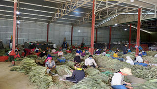 'Nhặt lá xoá nghèo' ở nơi địa đầu Tổ quốc