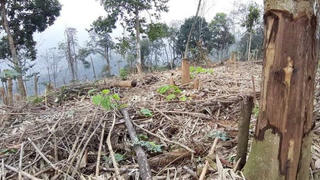 Hàng trăm m2 rừng tự nhiên bị "triệt hạ" chỉ cách Trạm quản lý và bảo vệ rừng vài cây số 