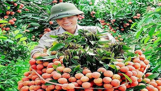 Bắc Giang đề xuất Chính phủ ưu tiên cho phương tiện vận chuyển vải thiều lưu thông