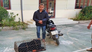 Bắt đối tượng mua bán, vận chuyển cá thể gấu hoang dã