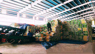 Hiệu quả từ phân bón hữu cơ khoáng dạng hạt của Supe Lâm Thao