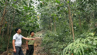 Bắc Kạn phát triển nông - lâm nghiệp trở thành ngành kinh tế mũi nhọn