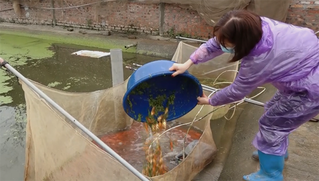 Làng cá chép đỏ Thủy Trầm tất bật trước ngày ông Công ông Táo