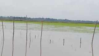 Hơn 1.000 ha lúa tại Phú Thọ bị ngập úng do mưa trên diện rộng