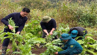 Hà Giang phá bỏ hơn 3.700 cây thuốc phiện