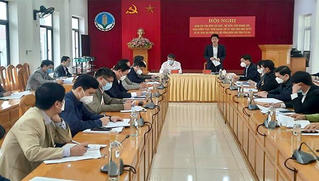 Yên Bái đánh giá tình hình sản xuất và cơ cấu lại các vùng sản xuất chè