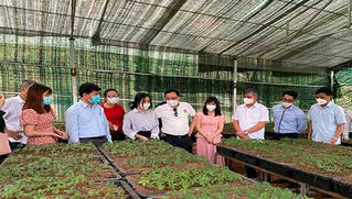 Điện Biên: Khảo sát thực tế địa điểm có tiềm năng trồng và phát triển sâm tại huyện Tuần Giáo