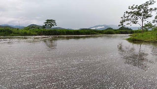 Xả thải gây ô nhiễm suối Cái, doanh nghiệp bị phạt 106 triệu đồng